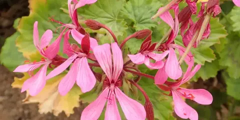 Grappe de fleurs de géranium zonal rose pâle, avec des feuilles vertes dentelées en arrière-plan.