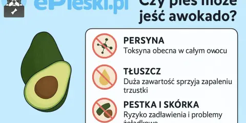 Czy pies może jeść awokado? Grafika ostrzega przed toksyną, tłuszczem i pestką z awokado, które są szkodliwe dla psów.