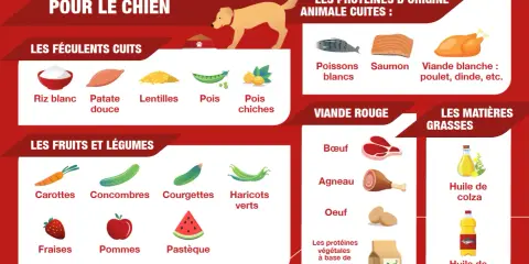 Guide pour une cuisine pour chien : 50 recettes santé. Aliments autorisés : féculents, fruits, légumes, viandes et poissons cuits, huiles.
