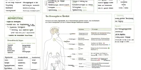 Das Hormonsystem steuert Wachstum, Stoffwechsel und Emotionen. Hormone sind chemische Botenstoffe, die über das Blut transportiert werden.