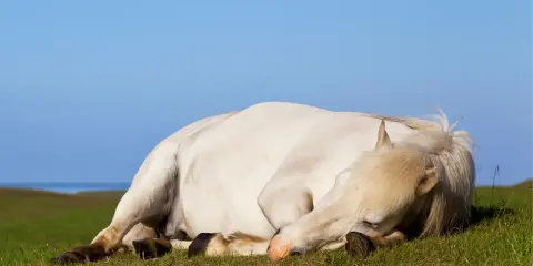 Konie śpią na stojąco? Odkryj sekrety głębokiego snu REM.