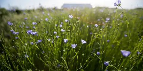 A field of delicate blue flax plant flowers sway gently in the sunlit breeze, with a blurred building in the distance.