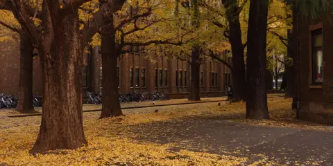 Gyllene löv från ginkgo biloba täcker marken framför en tegelbyggnad. Cyklar står parkerade i bakgrunden.