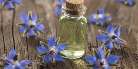 Flacon d'huile de bourrache entouré de fleurs bleues sur fond de bois. Découvrez les bienfaits de cette huile précieuse.