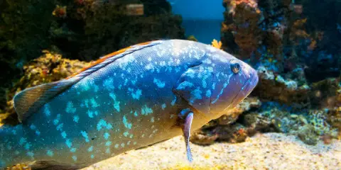 Una cernia pesce maculata nuota su un fondale sabbioso, con rocce coralline sullo sfondo.