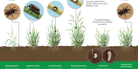 Life cycle of bill bugs, showing overwintering adults, mating, egg-laying, larvae feeding on stems and roots, pupation, and new adults emerging.