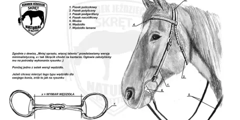 Ilustracja przedstawia budowę ogłowia, z zaznaczonymi częściami siodła, w tym wędzidłem.