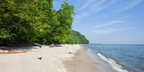 Plaża w Gdańsku z zielonym lasem po lewej i spokojnym morzem po prawej. W oddali widać zabudowania.