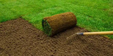 Préparer le sol pour comment refaire sa pelouse. Un rouleau de gazon est prêt à être posé sur la terre fraîchement ratissée.