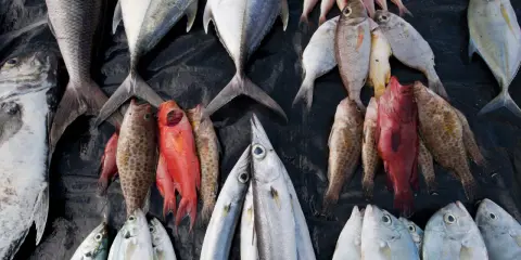 Un'abbondante raccolta di pesci, alcuni rossi, altri argentati, disposti su un telo nero. Un triste promemoria della pesca eccessiva.
