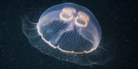 Una medusa trasparente fluttua nell'oscurità, con le sue delicate frange che si estendono. Sembra quasi che le meduse abbiano il cuore, con quelle forme rotonde al centro.