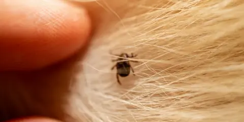 Gros plan d'un doigt prêt à enlever un tique sans pince, niché dans la fourrure dorée d'un animal.