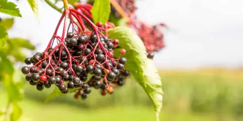 Kwitnący czarny bez z ciemnymi, dojrzałymi owocami zwisającymi na czerwonych łodyżkach. W tle zielone liście i rozmyte pole.