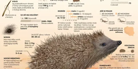 Ciekawostki o zwierzętach: jeż, jego kolce, dieta, sen zimowy, rozmnażanie i występowanie w Polsce. Jeże zwijają się w kulkę, by chronić się kolcami.