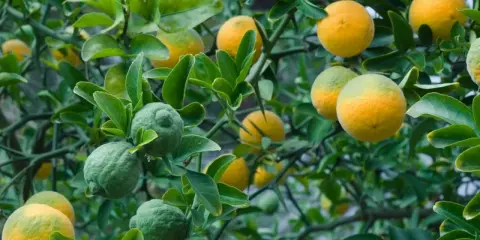 Frutti verdi e gialli pendono dai rami spinosi, come l'arancio amaro trama il suo ciclo vitale.