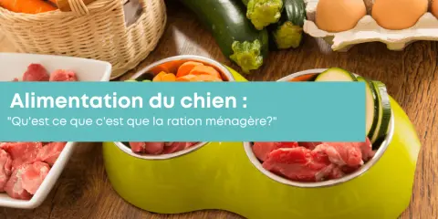 Préparation de nourriture pour chien maison : viande crue, carottes, courgettes et œufs. Une alimentation saine pour votre compagnon.