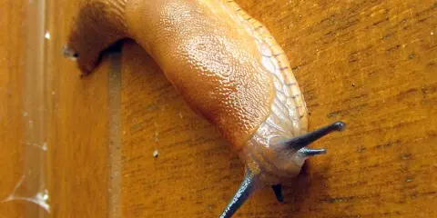 Une limace orange grimpe sur une surface en bois. Une invasion de limaces, pourquoi tant de ces créatures rampantes ?