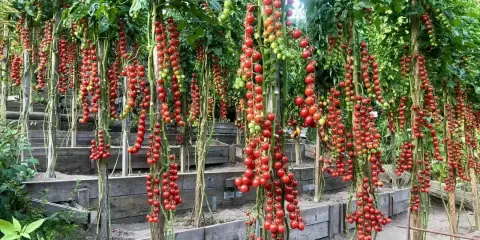 Tomatplantor med klasar av mogna röda körsbärstomater som hänger ner. Bilderna visar hur friska tomater ser ut, utan synliga sjukdomar.