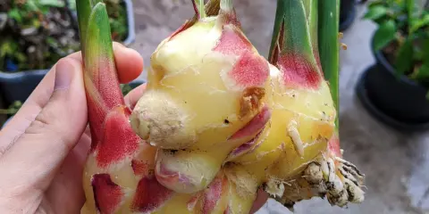 Main d'une personne tenant une plante de gingembre fraîchement récoltée, avec des rhizomes jaunes et des touches de rouge à la base des tiges vertes.