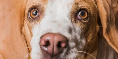 Zbliżenie na pysk psa rasy beagle. Widać jego brązowe oczy, które wydają się lekko zaczerwienione, oraz wilgotny nos.