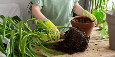 Manos enguantadas sacando una planta con raíces de una maceta para trasplantar una planta de una maceta a otra.