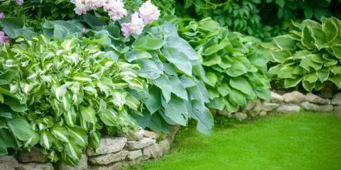 A lush garden bed features variegated and solid green hostas plants, bordered by a stone wall and a vibrant green lawn.