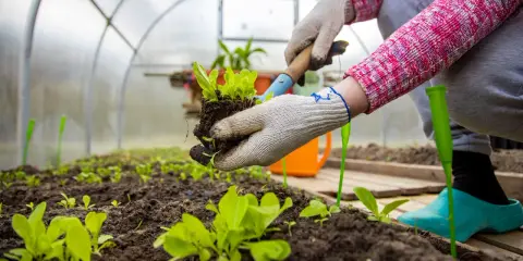 Manos enguantadas plantando lechugas en un invernadero casero.