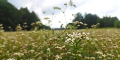 Kwitnienie gryki: kiedy pola stają się miodowym rajem?