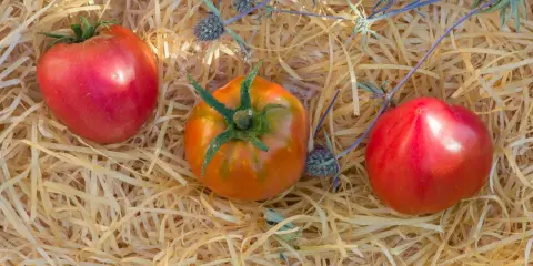 Trois tomates, dont une tomate Anna Russian, reposent sur un lit de paille avec des chardons bleus.