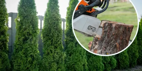 Kara za wycięcie tui bez zezwolenia. Piła łańcuchowa ścina pień drzewa, obok rosną żywopłoty z tui.