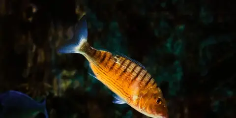 Pesce striato arancione, uno dei tanti essbar fische mittelmeer, nuota in acque scure.