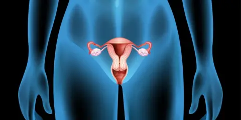 Anatomia kobieca: macica, jajowody, jajniki i pochwa. Różne rodzaje cip są częścią tej złożonej anatomii.