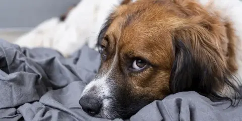 Smutny piesek leży na szarym kocu, jego oczy wyrażają niepokój. Czyżby czuł dreszcze u psa?