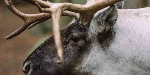 När tappar renar hornen? Denna ren bär sina imponerande horn, redo för vinterns utmaningar.