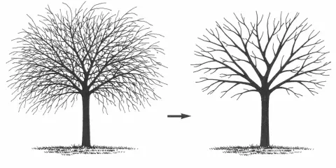 Illustration montrant un arbre touffu avant et un arbre élagué après. C'est une bonne idée pour savoir quand tailler les arbres fruitiers.