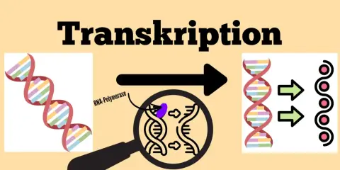 Die **Transkription** in der Biologie: DNA wird durch RNA-Polymerase zu RNA kopiert, was zu neuen Molekülen führt.