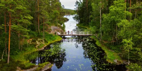 Vandrare korsar en träbro över en lugn sjö med näckrosor i **Tresticklans nationalpark**.