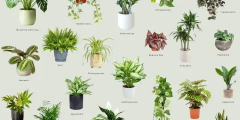 Kolekcja roślin do ciemnych pomieszczeń: Monstera, Zamioculcas, Aglaonema i inne, które ożywią każdy kąt.