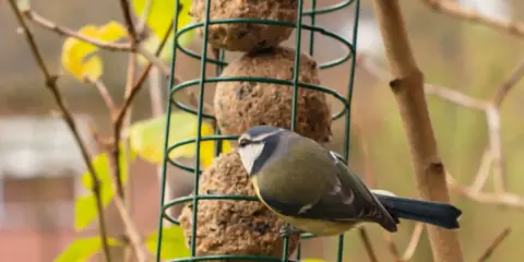 Un pettirosso blu si posa su un mangiatoia verde, pronto ad assaggiare le palline di grasso.