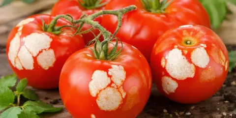 Tomates rouges avec des taches blanches sur la peau, posées sur du bois avec des feuilles vertes et de la terre.