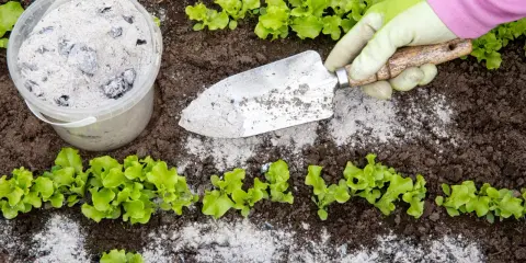 Un jardinier utilise une pelle pour épandre de la cendre de bois près de jeunes plants de laitue.