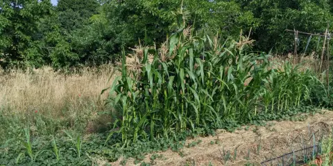 Un champ de semis de maïs verdoyants, avec des rangées de légumes et de la paille au premier plan, sous un ciel bleu.