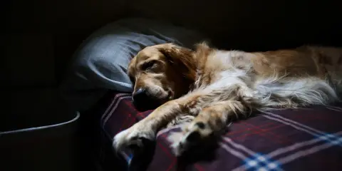Złoty retriever w głębokim śnie, z łapami wyciągniętymi na kratowaną kołdrę. Widać, że to spokojna faza REM u psa, pełna marzeń.