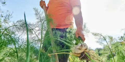 Un homme récolte un bulbe de fenouil frais, témoignant d'une belle culture fenouil. Le soleil brille sur le jardin.