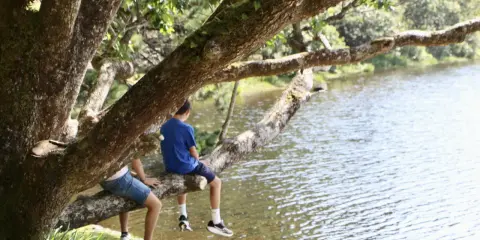 Dos niños disfrutan de un día soleado en Irlanda, sentados en una rama de árbol junto a un lago.