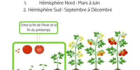 Quand planter les tomates dans le sud ? De septembre à décembre, après l'hiver et avant la fin du printemps. L'image montre les étapes de croissance.