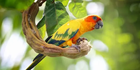 Un conuro del sole parla, appollaiato su un ramo contorto. Il suo piumaggio giallo e arancione risplende tra le foglie verdi.
