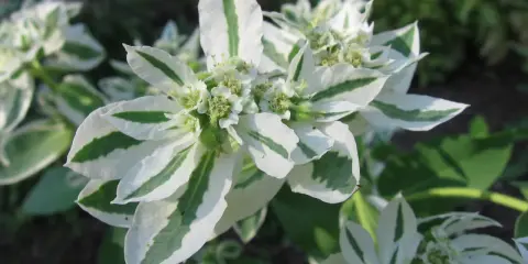Kwiaty Euphorbia 'Diamond Frost' zachwycają bielą i zielenią.