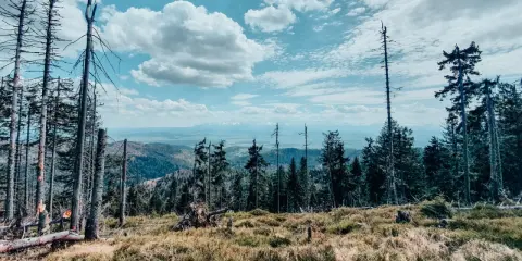 Widok z lasu na góry i niebo z chmurami.