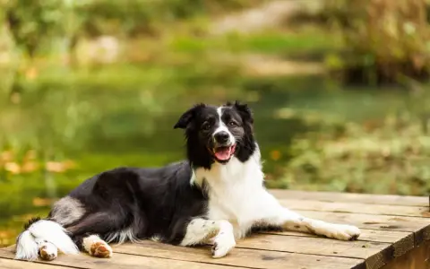 Szczęśliwy pies rasy border collie odpoczywa na drewnianym pomoście. Idealne mazury z psem, relaks nad wodą.